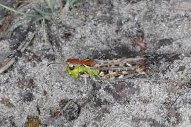 Attēlu rezultāti vaicājumam “Myrmeleotettix maculatus”