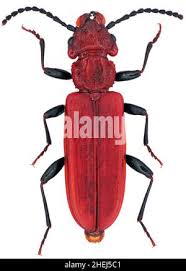 Attēlu rezultāti vaicājumam “Cucujus cinnaberinus”