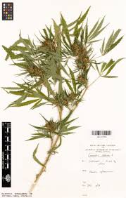 Attēlu rezultāti vaicājumam “Cannabis sativa”