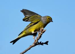 Image result for Carduelis citrinella