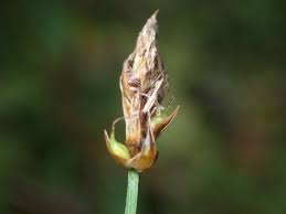 Attēlu rezultāti vaicājumam “Carex chordorrhiza leaf”