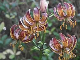 Image result for Lilium martagon `Arabian Night`