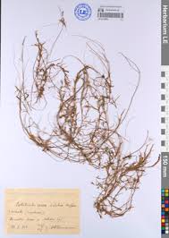 Attēlu rezultāti vaicājumam “Callitriche verna”