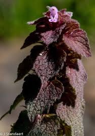Attēlu rezultāti vaicājumam “Lamium purpureum leaf”
