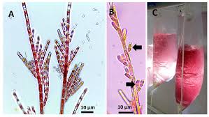 Attēlu rezultāti vaicājumam “Didymium crustaceum macro”