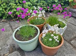 Attēlu rezultāti vaicājumam “Anthyllis maritima leaf”