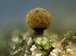 Attēlu rezultāti vaicājumam “Perichaena corticalis”