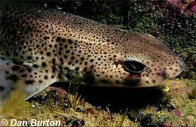 Image result for Scyliorhinus canicula
