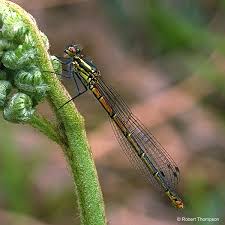 Attēlu rezultāti vaicājumam “Pyrrhosoma nymphula”