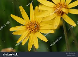 Image result for Arnika