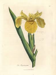 Attēlu rezultāti vaicājumam “Iris pseudacorus”