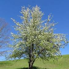 Attēlu rezultāti vaicājumam “Pyrus pyraster leaf”