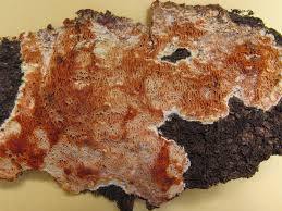 Attēlu rezultāti vaicājumam “Ceriporiopsis resinascens”