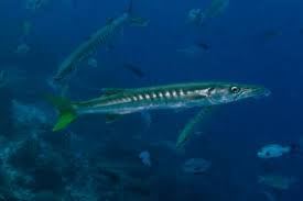 Image result for Sphyraena viridensis