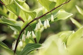Attēlu rezultāti vaicājumam “Polygonatum odoratum flower”