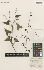 Attēlu rezultāti vaicājumam “Fallopia dumetorum”