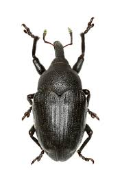 Attēlu rezultāti vaicājumam “Larinus sp.”