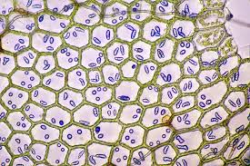 Attēlu rezultāti vaicājumam “Calypogeia azurea cells”