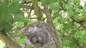 Attēlu rezultāti vaicājumam “Fringilla coelebs nest”