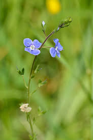 Attēlu rezultāti vaicājumam “Veronica chamaedrys flower”