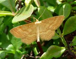Attēlu rezultāti vaicājumam “Idaea serpentata”