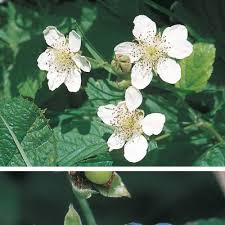 Attēlu rezultāti vaicājumam “Rubus caesius flower”