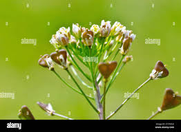Attēlu rezultāti vaicājumam “Capsella bursa-pastoris bud”