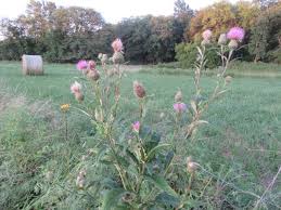 Attēlu rezultāti vaicājumam “Cirsium x rigens flower”