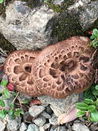 Attēlu rezultāti vaicājumam “Sarcodon imbricatum”