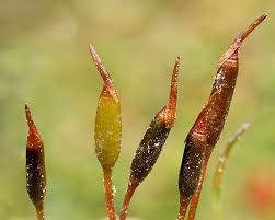 Attēlu rezultāti vaicājumam “Aloina rigida sporophyte”