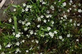 Attēlu rezultāti vaicājumam “Stellaria graminea flower”