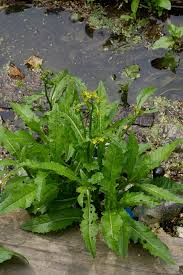 Attēlu rezultāti vaicājumam “Rorippa amphibia leaf”