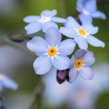 Attēlu rezultāti vaicājumam “Myosotis sylvatica flower”