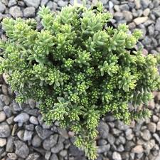 Image result for Sedum album `Coral Carpet`