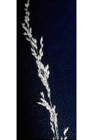 Attēlu rezultāti vaicājumam “Poa palustris”