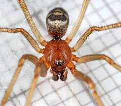 Attēlu rezultāti vaicājumam “Steatoda grossa”