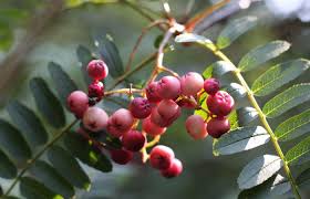 Attēlu rezultāti vaicājumam “Sorbus intermedia fruit”