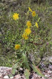 Attēlu rezultāti vaicājumam “Tragopogon heterospermus leaf”