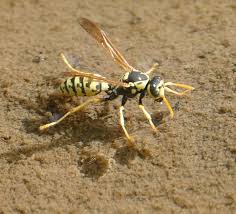 Attēlu rezultāti vaicājumam “Polistes”