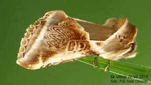 Attēlu rezultāti vaicājumam “Habrosyne pyritoides”