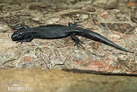 Attēlu rezultāti vaicājumam “Lacerta vivipara”