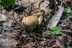 Attēlu rezultāti vaicājumam “Scleroderma citrinum”