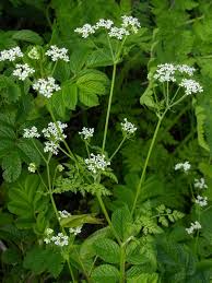 Image result for Anthriscus cerefolium