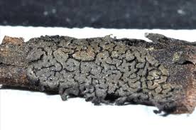 Attēlu rezultāti vaicājumam “Didymium serpula”