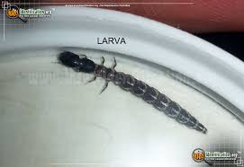 Attēlu rezultāti vaicājumam “Raphidioptera larva”