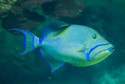 Image result for Balistes vetula