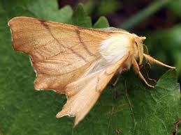 Attēlu rezultāti vaicājumam “Ennomos erosaria”