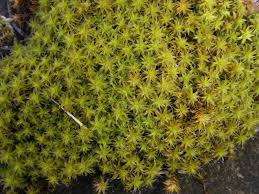 Attēlu rezultāti vaicājumam “Syntrichia”