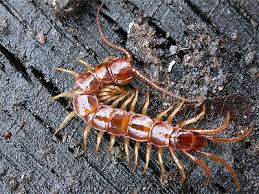 Attēlu rezultāti vaicājumam “Lithobius forficatus”