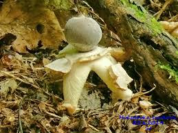 Attēlu rezultāti vaicājumam “Geastrum quadrifidum”